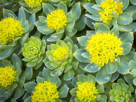 Rhodiola rosea Benefits: An ultimate guide to the world's top adaptogen.